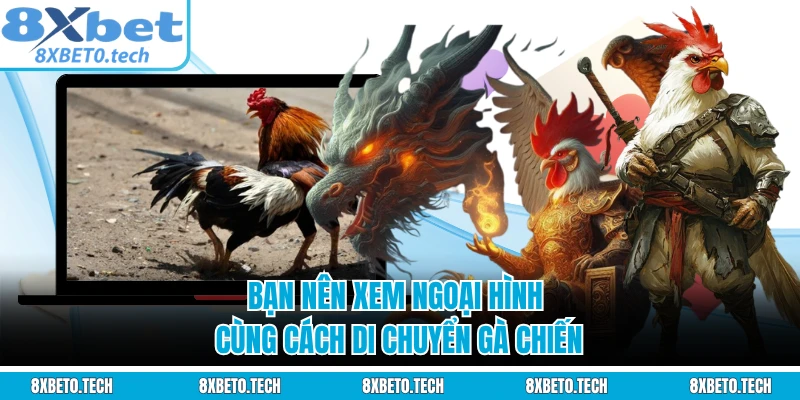 Bạn nên xem ngoại hình cùng cách di chuyển gà chiến