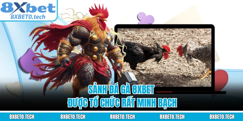 Sảnh đá gà 8XBET được tổ chức rất minh bạch