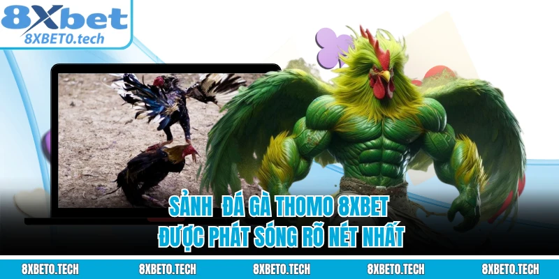 Sảnh đá gà Thomo 8XBET được phát sóng rõ nét nhất